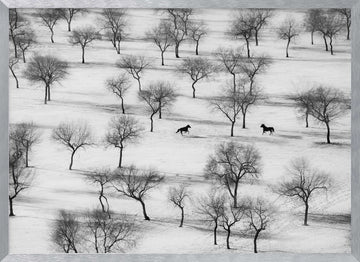 Winter Horses in Snow | Poster - Silver Frame Interior