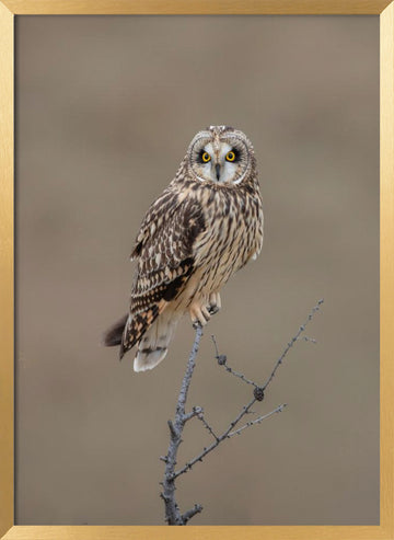 Watchful Short-eared Owl | Poster - Gold Frame Interior