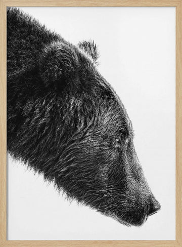 Grizzly Bear Profile | Poster - Wood Frame Interior