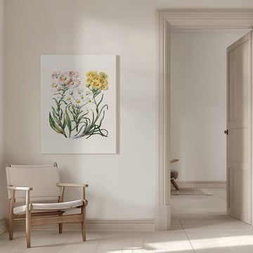 New Zealand Snow Groundsels Drawn By Featon (1848–1927) | Canvas - Room Interior 1
