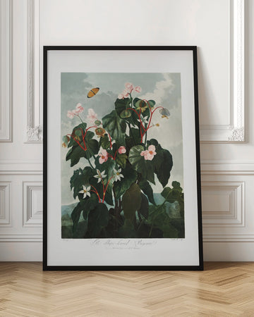 The Oblique–Leaved Begonia from The Temple of Flora (1807) | Poster - Room Interior 1