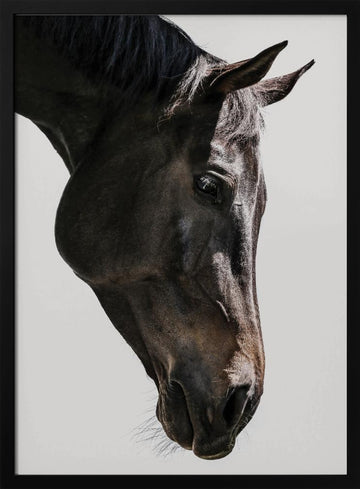 Gentle Equine Gaze | Poster - Black Metal Frame Interior