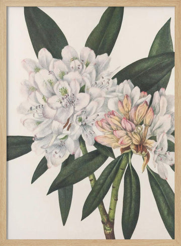 Rosebay Rhododendron From North American Wildflowers (1925) By Mary Vaux Walcott. | Poster - Wood Frame Interior