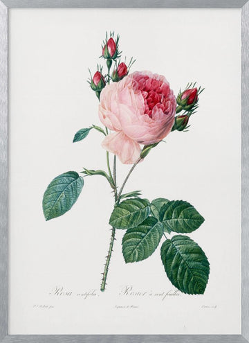 Rosier a Cent Feuilles, From Les Roses | Poster - Silver Frame Interior