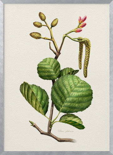Alder Botanical Study | Poster - Silver Frame Interior