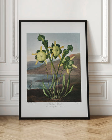 Pitcher Plant from The Temple of Flora (1807) | Poster - Room Interior 1