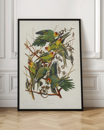 Carolina Parrot From Birds of America (1827) | Poster - Room Interior 1