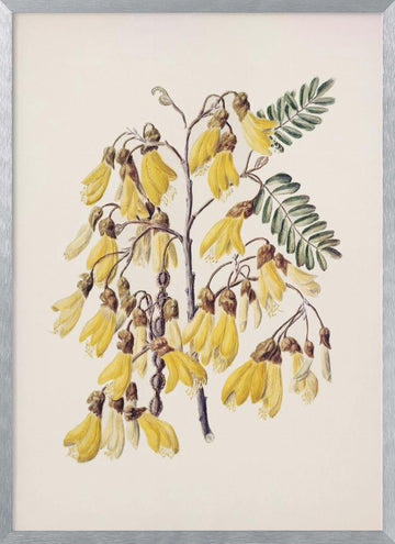 Kowhai Drawn By Sarah Featon (1848–1927) | Poster - Silver Frame Interior