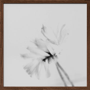 Ethereal White Flower | Poster - Walnut Frame Interior