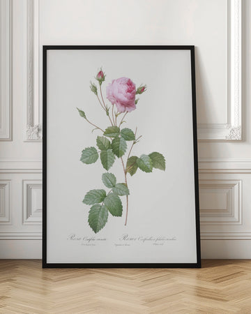 Crenate Leaved Cabbage Rose, Les Roses (1817–1824) | Poster - Room Interior 1