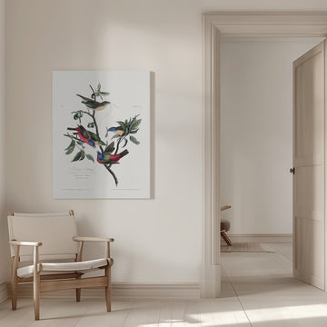 Painted Finch From Birds of America (1827) | Canvas - Room Interior 1