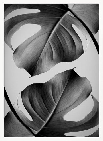 Tropical Monstera Forms | Poster - White Frame Interior