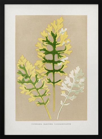 Cineraria Maritima Fairbairnianum Leaf Illustration | Poster - Black Metal Frame Interior