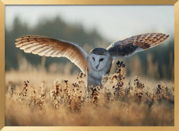 Barn Owl Flight | Poster - Gold Frame Interior
