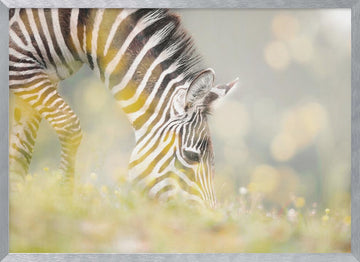 Peaceful Zebra Foal | Poster - Silver Frame Interior