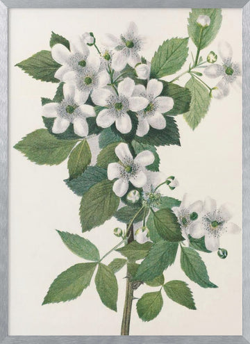 Highbush Blackberry From North American Wildflowers (1925) By Mary Vaux Walcott. | Poster - Silver Frame Interior