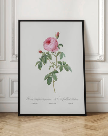 Burgundy Cabbage Rose, Les Roses (1817–1824) | Poster - Room Interior 1