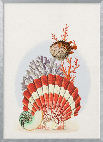 Oceanic Shells and Fish | Poster - Silver Frame Interior
