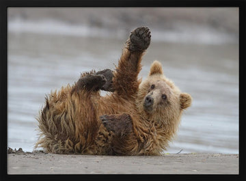 Playful Grizzly Cub | Poster - Black Metal Frame Interior