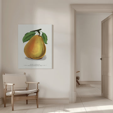 Duchess D'angouleme Pear Lithograph | Canvas - Room Interior 1