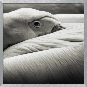 Calm Pelican Close-up | Poster - Silver Frame Interior