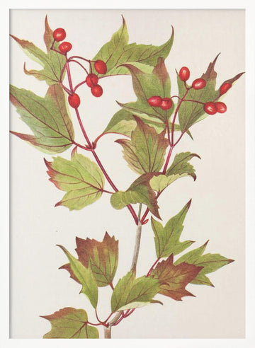 Guelder Rose From North American Wildflowers (1925) By Mary Vaux Walcott. | Poster - White Frame Interior