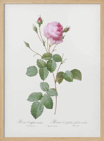 Crenate Leaved Cabbage Rose, Les Roses (1817–1824) | Poster - Wood Frame Interior