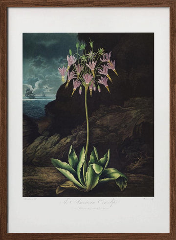 The American Cowslip from The Temple of Flora (1807) | Poster - Walnut Frame Interior