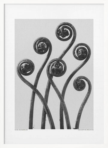 Adiantum pedatum | Poster - White Frame Interior