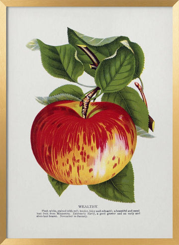 Wealthy Apple Lithograph | Poster - Gold Frame Interior