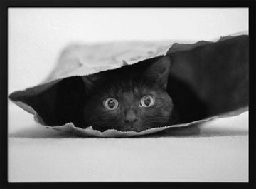 Curious Black Cat | Poster - Black Metal Frame Interior