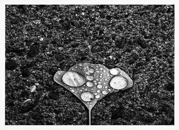Ginkgo Leaf Water Drops | Poster - White Frame Interior