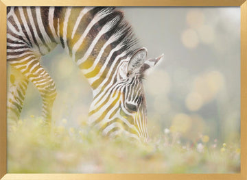 Peaceful Zebra Foal | Poster - Gold Frame Interior