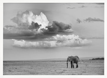 Lone Elephant Under Dramatic Sky | Poster - White Frame Interior