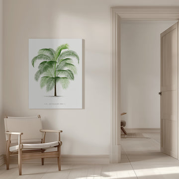 Xi Cocos Weddeliana | Canvas - Room Interior 1