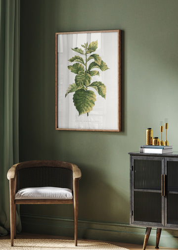 Common Hawnthorn Leaf Illustration | Poster - Room Interior 2