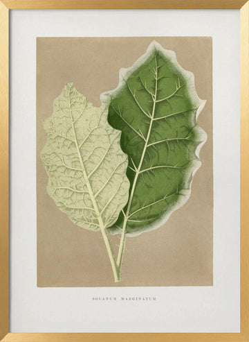 Green Solanum Marginatum Leaf Illustration | Poster - Gold Frame Interior