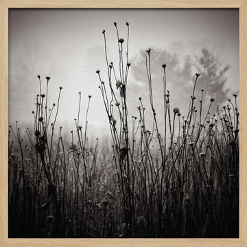 Misty Field Stems | Poster - Wood Frame Interior