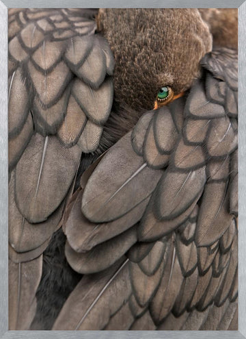 Feathered Green Eye | Poster - Silver Frame Interior