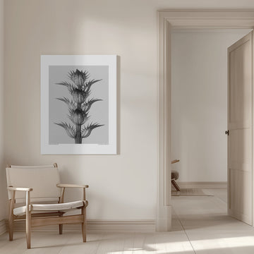 Acanthus mollis | Canvas - Room Interior 1