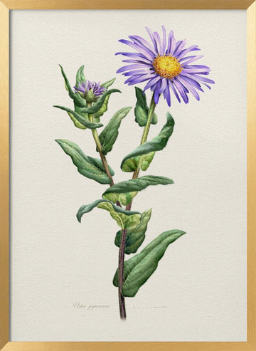 Purple Aster Botanical Study | Poster - Gold Frame Interior
