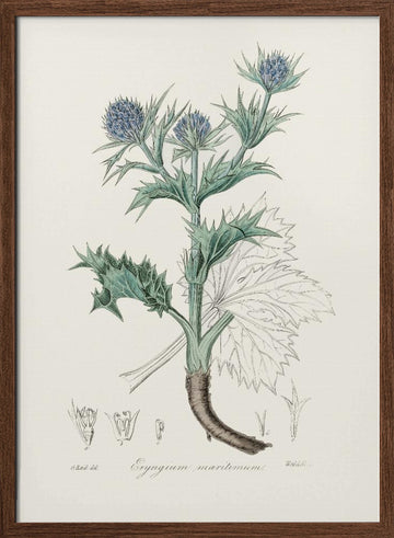 The Sea Holly (eryngium Mmaritimum) Medical Botany | Poster - Walnut Frame Interior