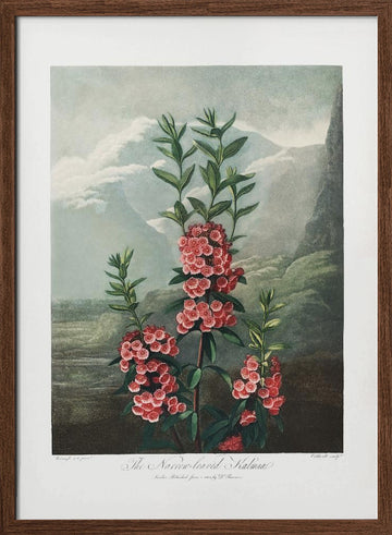 The Narrow–Leaved Kalmia from The Temple of Flora (1807) | Poster - Walnut Frame Interior