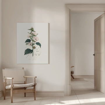 Common Marshmallow (althea Officinalis) Medical Botany | Canvas - Room Interior 1