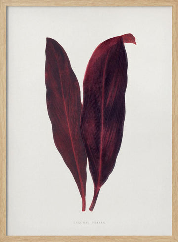 Pink Dracaena Ferrea Leaf Illustration | Poster - Wood Frame Interior