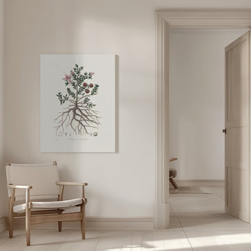 Rhatany (krameria Triandrea) Medical Botany | Canvas - Room Interior 1