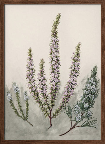 Epacris Drawn By Sarah Featon (1848–1927) | Poster - Walnut Frame Interior
