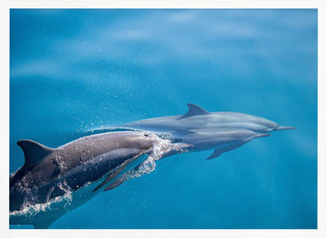 Dolphins In Motion | Poster - White Frame Interior