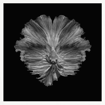 Graceful Betta Portrait | Poster - White Frame Interior
