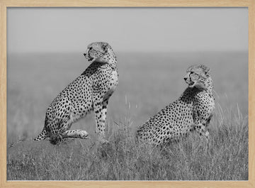 African Cheetahs Watching | Poster - Wood Frame Interior